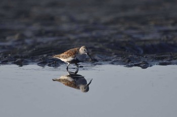 ハマシギ ふなばし三番瀬海浜公園 2021年5月4日(火)