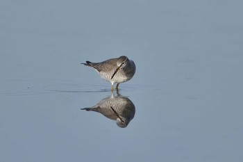 Grey-tailed Tattler Sambanze Tideland Tue, 5/4/2021