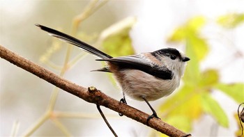 Long-tailed Tit 岐阜県海津市 Sun, 12/4/2016