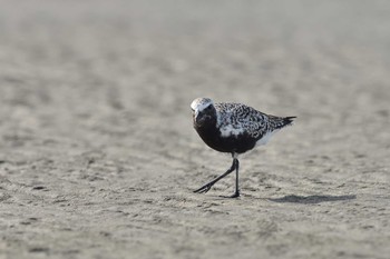 Grey Plover Sambanze Tideland Tue, 5/4/2021