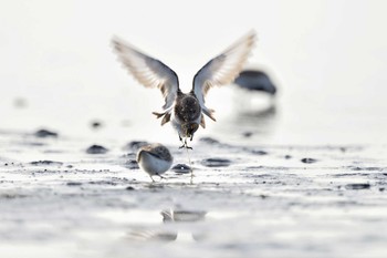 Sanderling Sambanze Tideland Tue, 5/4/2021