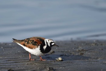 キョウジョシギ ふなばし三番瀬海浜公園 2021年5月4日(火)