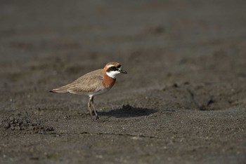 Siberian Sand Plover Sambanze Tideland Tue, 5/4/2021