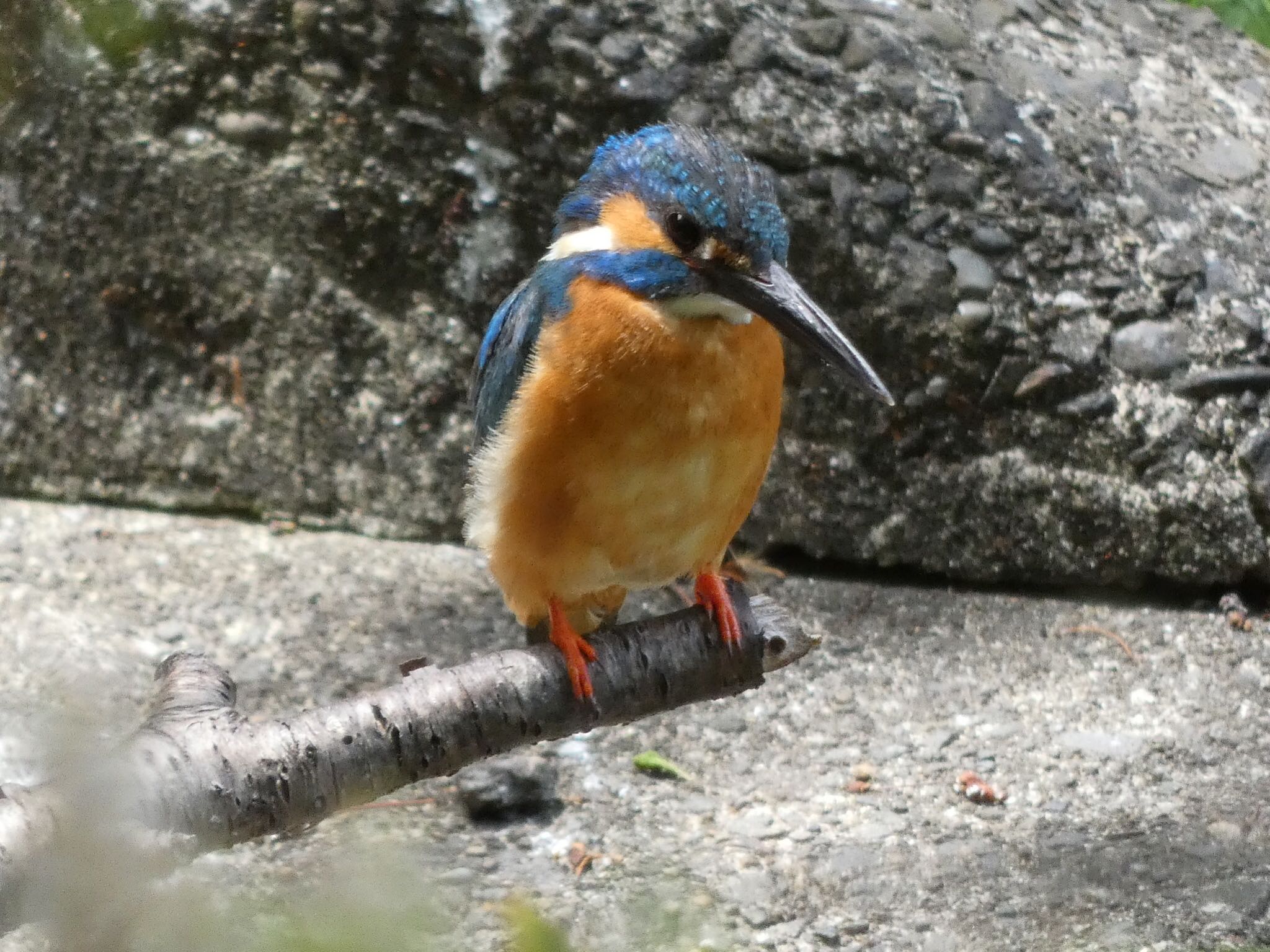 三ツ池公園(横浜市鶴見区) カワセミの写真 by yoshikichi