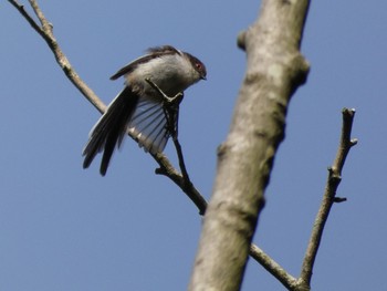 2021年5月4日(火) 三ツ池公園(横浜市鶴見区)の野鳥観察記録