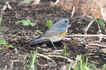 Red-flanked Bluetail あいの里公園 Tue, 5/4/2021