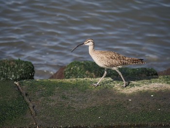 2021年5月3日(月) 日の出三番瀬沿い緑道の野鳥観察記録