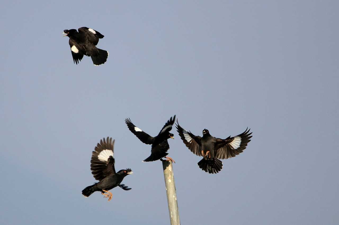 Crested Myna