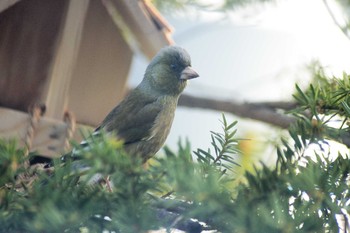 2021年5月4日(火) 栗山町の野鳥観察記録