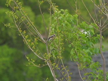 2021年5月4日(火) 松江市の野鳥観察記録