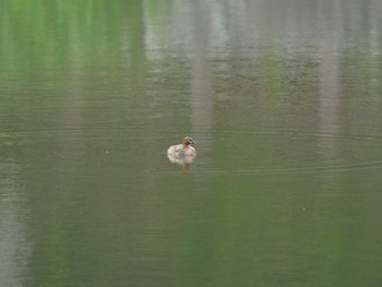 Little Grebe 松江市 Tue, 5/4/2021