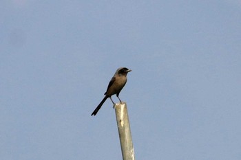 タカサゴモズ 香港湿地公園 2017年2月18日(土)