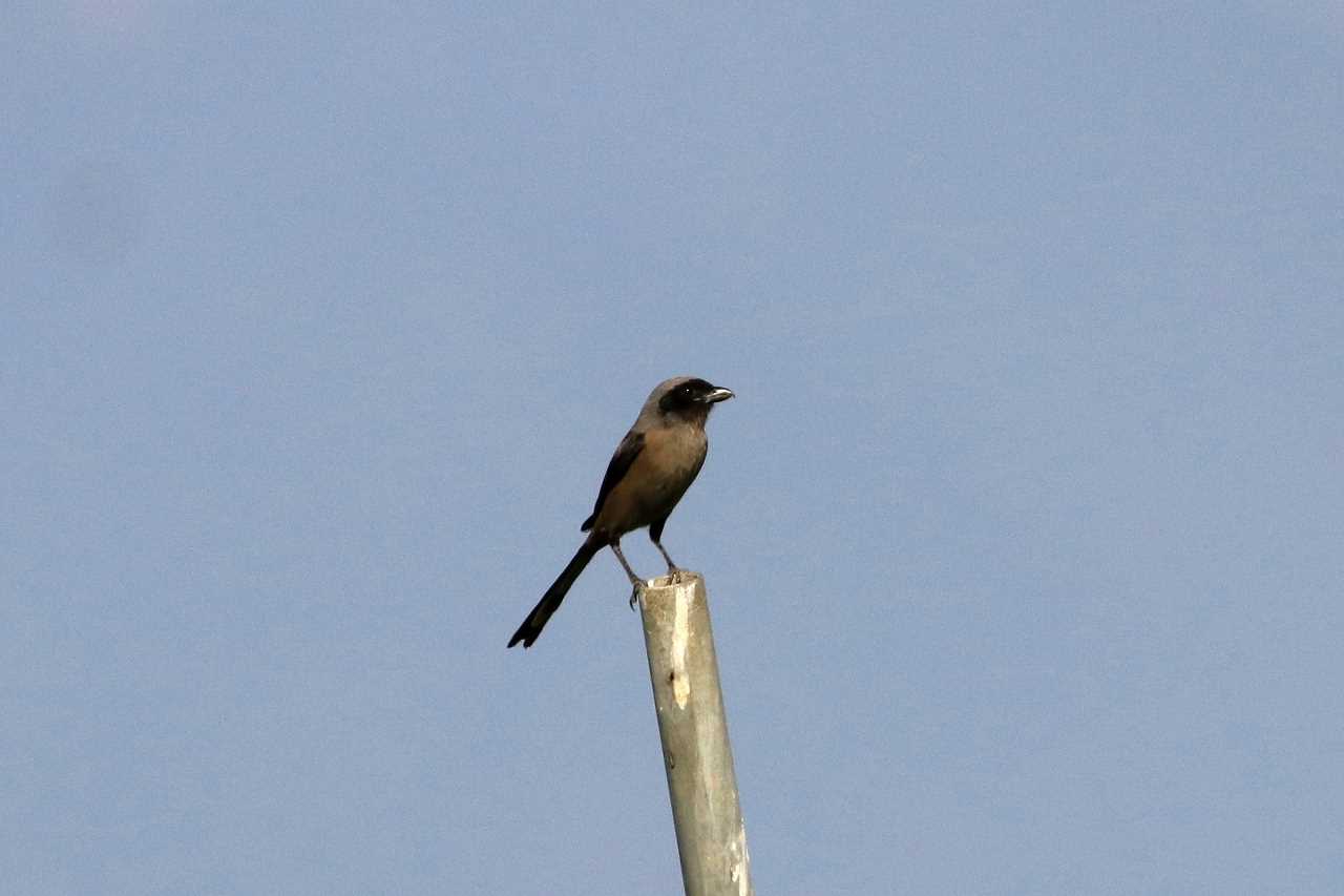 Long-tailed Shrike