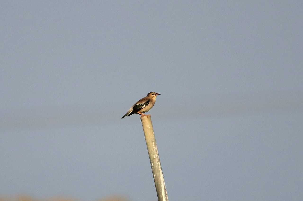 Red-billed Starling