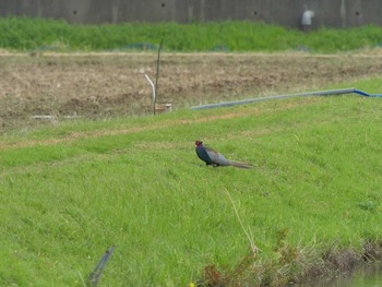 Green Pheasant 松江市 Tue, 5/4/2021