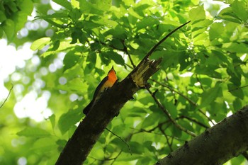 2021年5月4日(火) 横浜市の野鳥観察記録