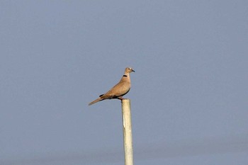 Eurasian Collared Dove 香港湿地公園 Sat, 2/18/2017