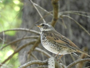 Dusky Thrush 井頭公園 Tue, 5/4/2021