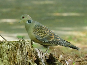 Oriental Turtle Dove 井頭公園 Tue, 5/4/2021