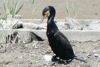 カワウ 葛西臨海公園 2021年5月4日(火)