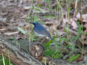 2021年5月3日(月) 金ヶ崎公園(明石市)の野鳥観察記録