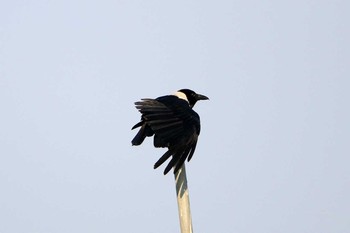 Collared Crow 香港湿地公園 Sat, 2/18/2017