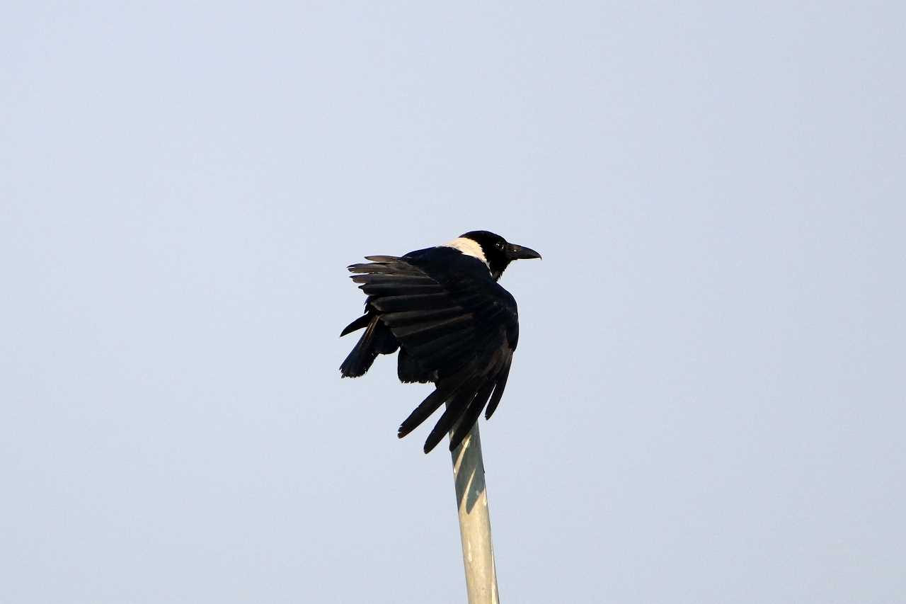 Collared Crow