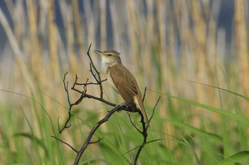 Tue, 5/4/2021 Birding report at 妙岐ノ鼻