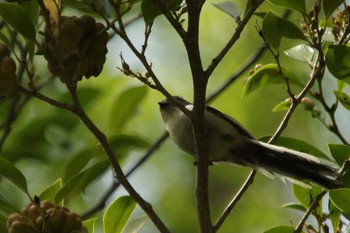 Long-tailed Tit Osaka castle park Tue, 5/4/2021