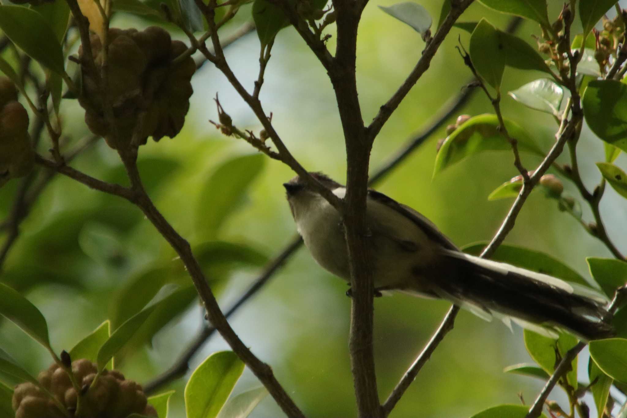 Photo of Long-tailed Tit at Osaka castle park by 蕾@sourai0443