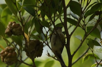 Long-tailed Tit Osaka castle park Tue, 5/4/2021