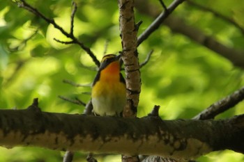 Narcissus Flycatcher Osaka castle park Tue, 5/4/2021