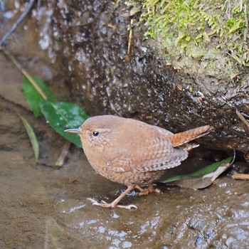 Eurasian Wren Higashitakane Forest park Sat, 3/4/2017