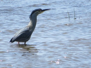 Black-crowned Night Heron 相模川 Fri, 4/30/2021