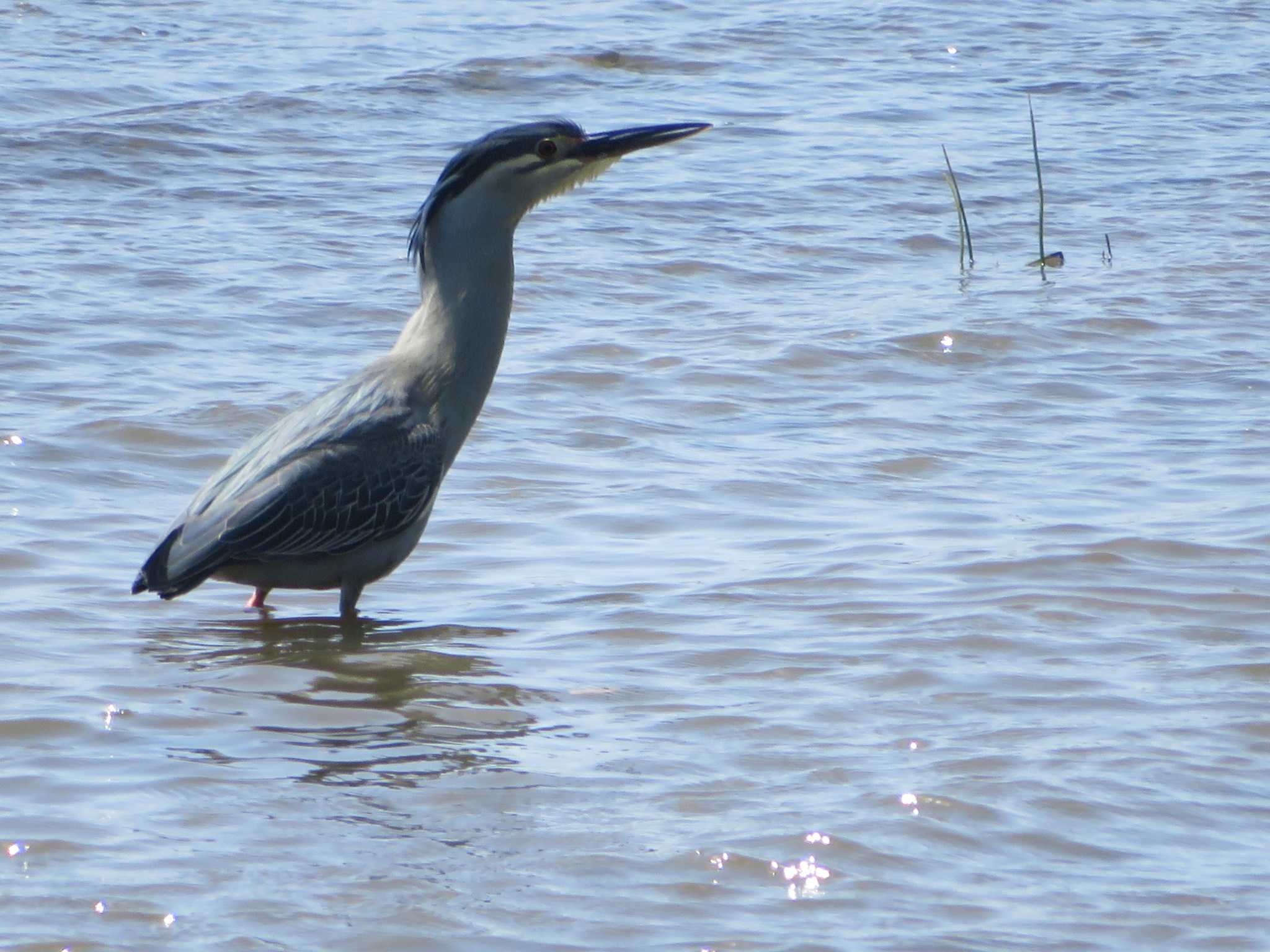 Black-crowned Night Heron