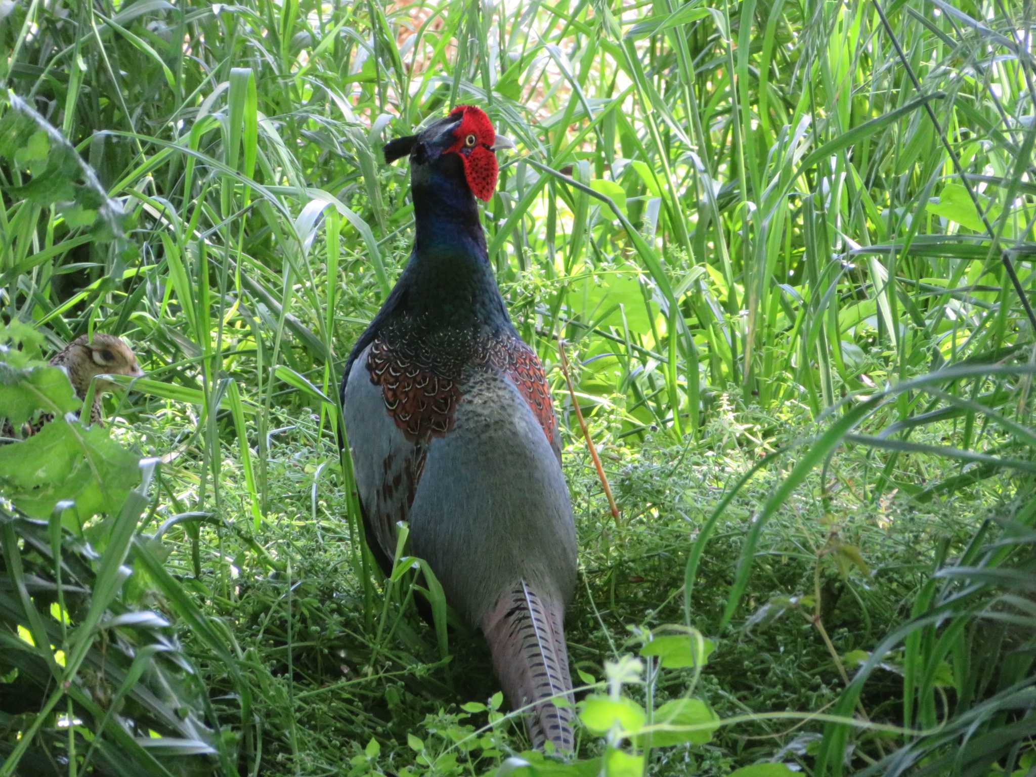 Photo of Green Pheasant at 相模川 by もー