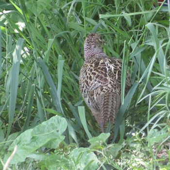 Green Pheasant 相模川 Fri, 4/30/2021