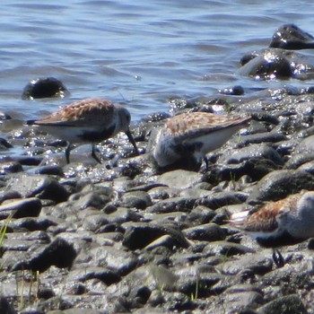 Dunlin 相模川 Fri, 4/30/2021