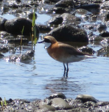 Siberian Sand Plover 相模川 Fri, 4/30/2021