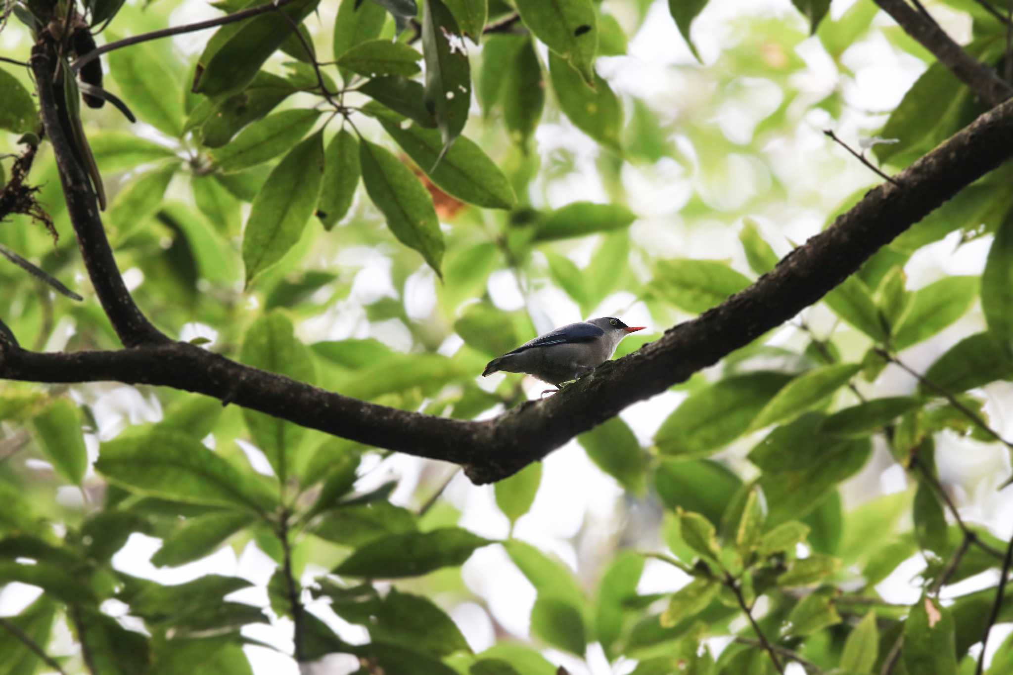 Photo of Velvet-fronted Nuthatch at タイポカウ by Trio