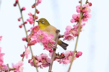 Warbling White-eye 須磨離宮公園 Sat, 2/20/2021