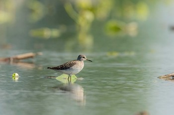 Wood Sandpiper 佐賀県白石町の干拓地 Mon, 5/3/2021