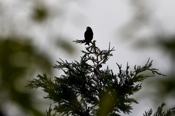 カワラヒワ 西宮市鳴尾浜 2021年5月2日(日)