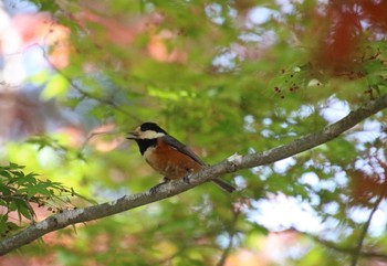 Varied Tit 比叡山 Tue, 5/4/2021