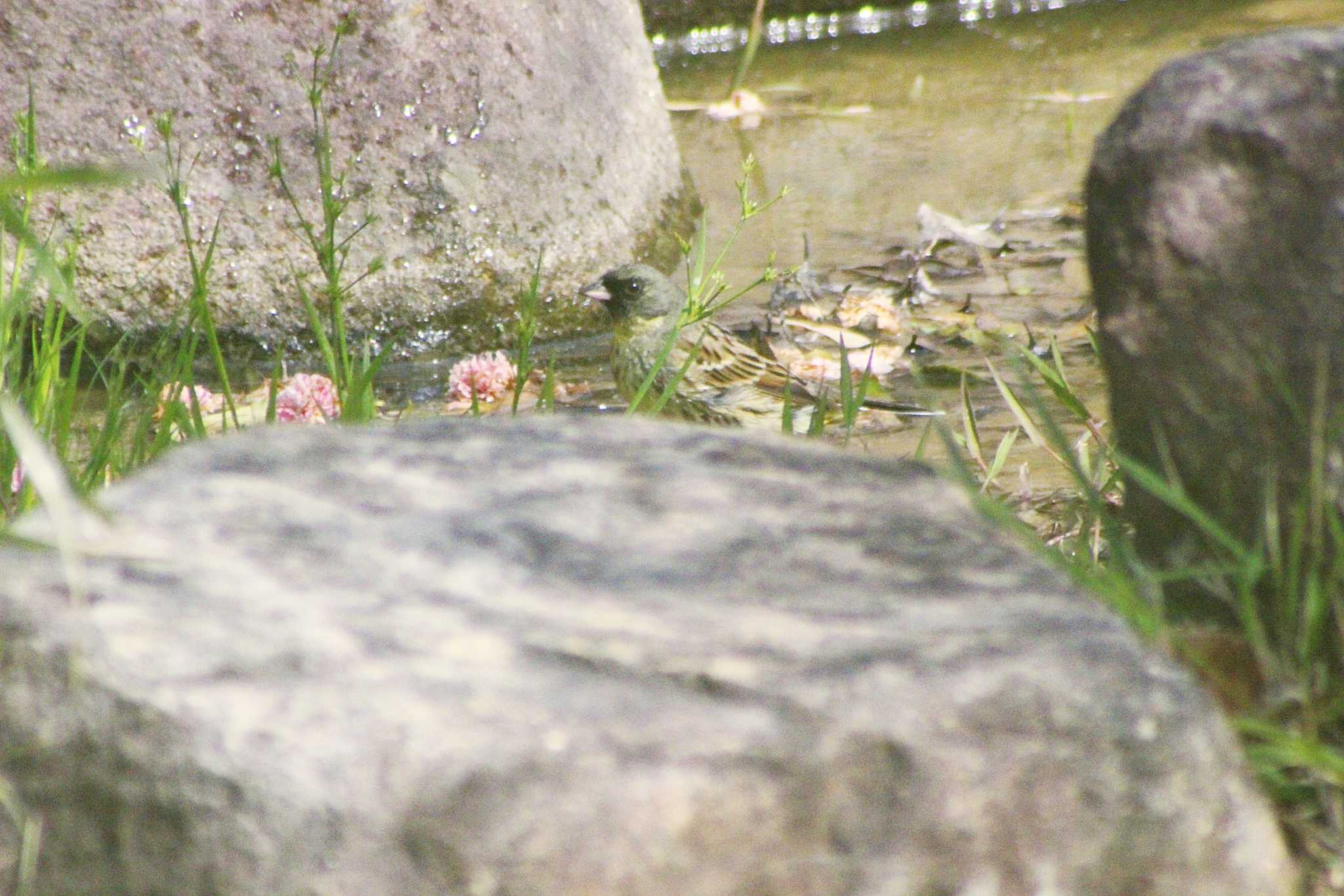 愛知県知多市日長勢鎌　旭公園 アオジの写真 by 佐藤 好生