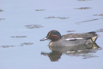 2021年5月4日(火) 常滑市本郷町1丁目 玉越池の野鳥観察記録