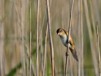 Marsh Grassbird 茨城県 Tue, 5/4/2021