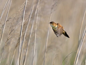 Marsh Grassbird 茨城県 Tue, 5/4/2021