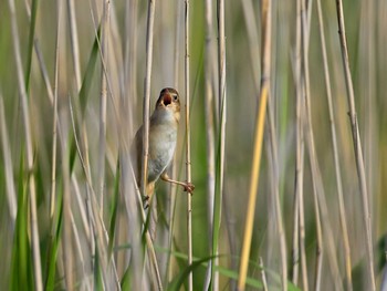 Marsh Grassbird 茨城県 Tue, 5/4/2021