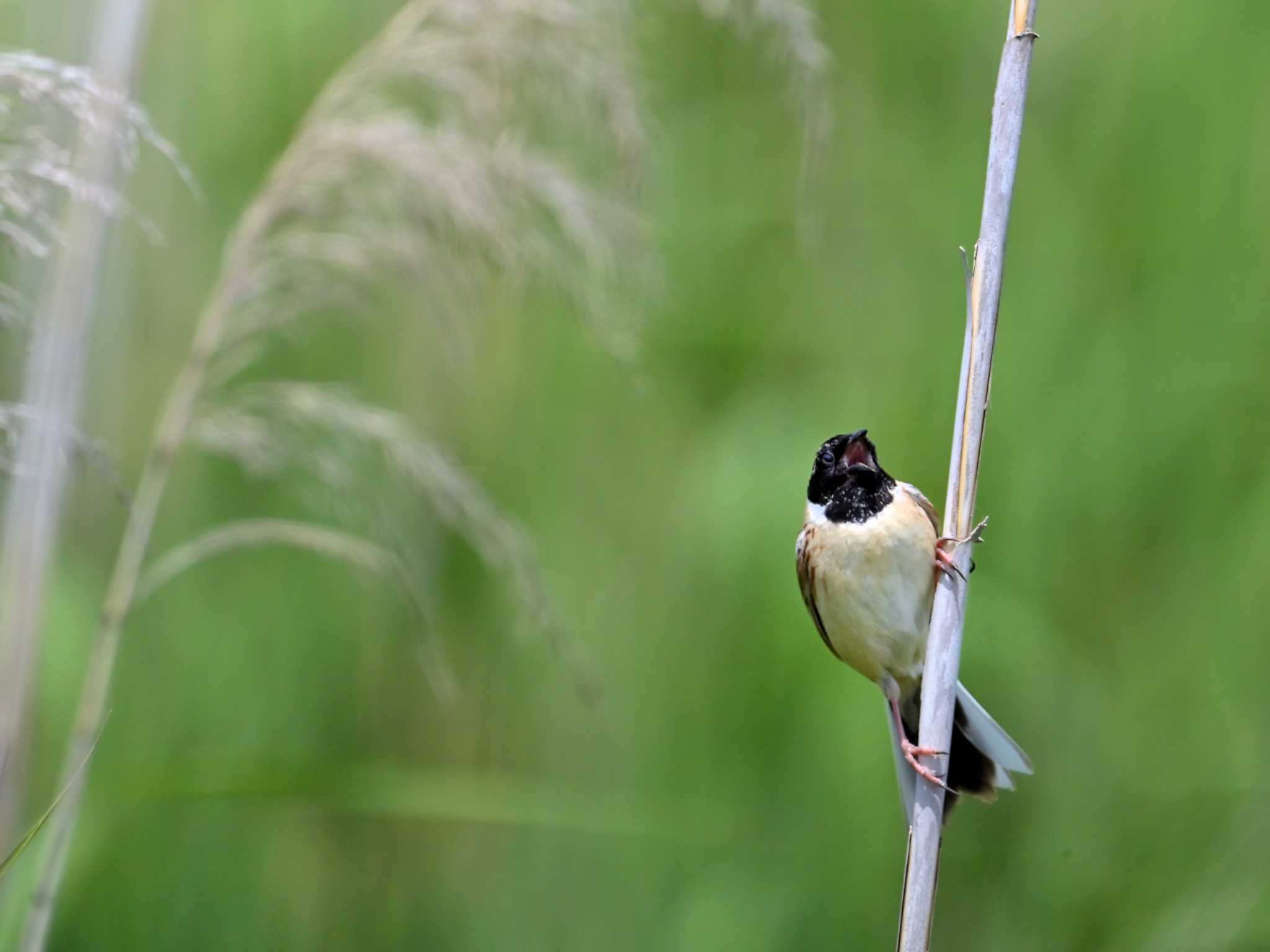 Photo of Ochre-rumped Bunting at 茨城県 by birds@hide3